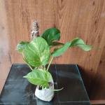 Money plant with plastic bag