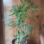 Chamaedorea elegans plant with plastic pot