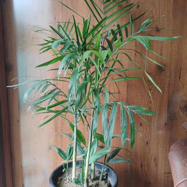 Chamaedorea elegans plant with plastic pot