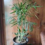 Chamaedorea elegans plant with plastic pot