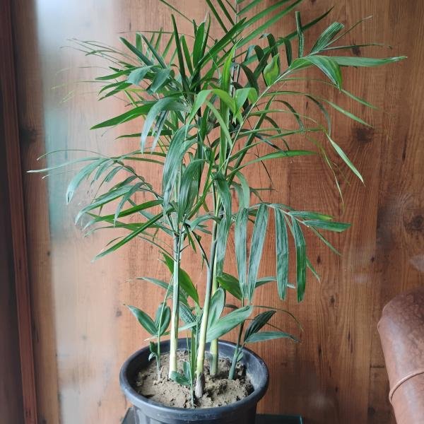 Chamaedorea elegans plant with plastic pot