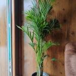 Areca palm plant with plastic pot