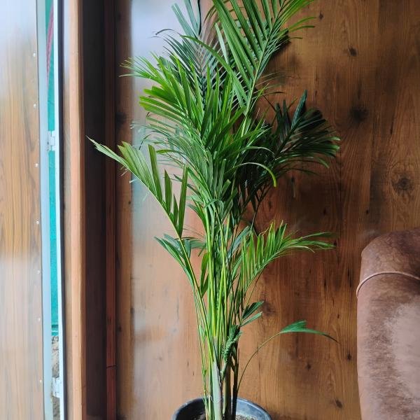 Areca palm plant with plastic pot
