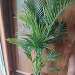 Areca palm plant with plastic pot