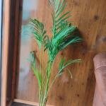 Areca palm plant with plastic bag