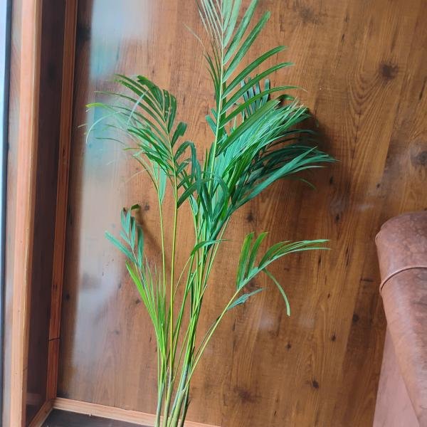Areca palm plant with plastic bag