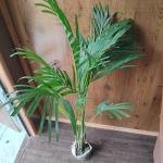 Areca palm plant with plastic bag