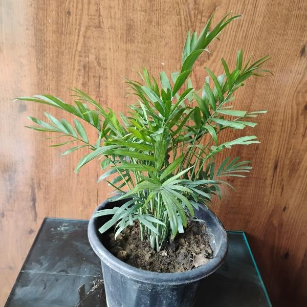 Parlour Palm with plastic pot