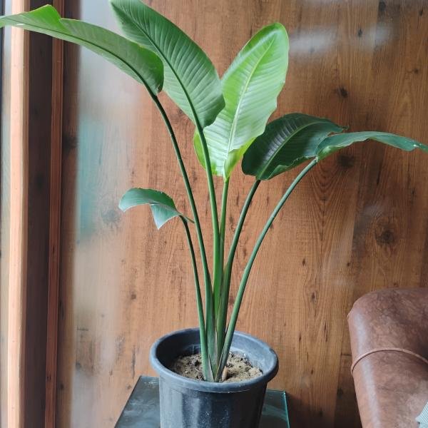 White bird of paradise plant with plastic pot