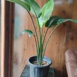 White bird of paradise plant with plastic pot