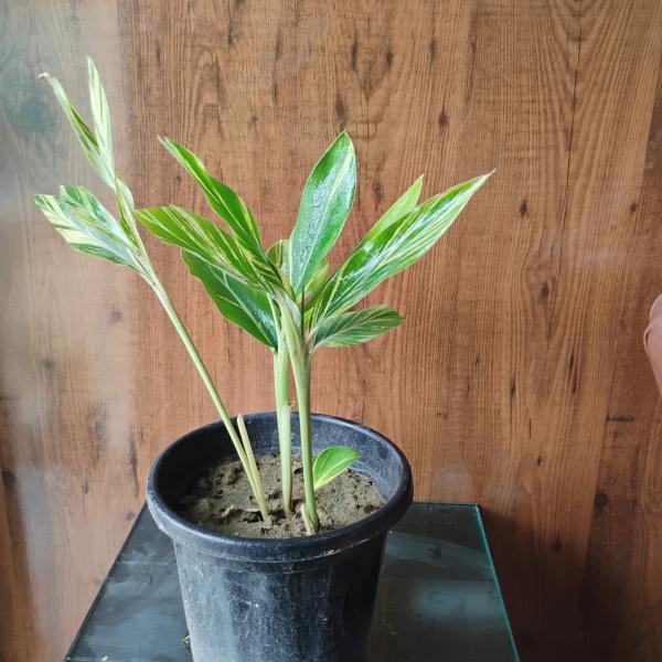 Alpina plant with plastic pot