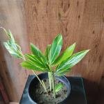 Alpina plant with plastic pot