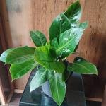 Philodendron plant with plastic pot