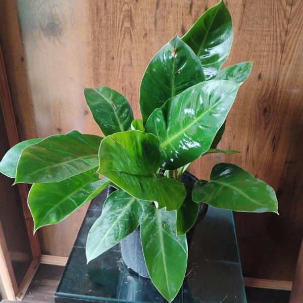 Philodendron plant with plastic pot