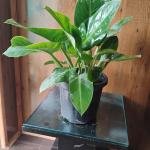 Philodendron plant with plastic pot