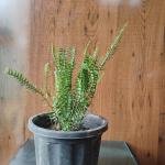 Fern green plant with plastic pot