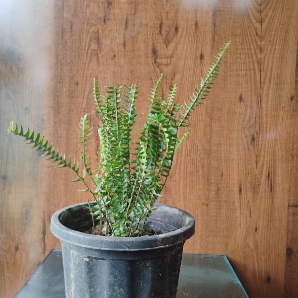 Fern green plant with plastic pot