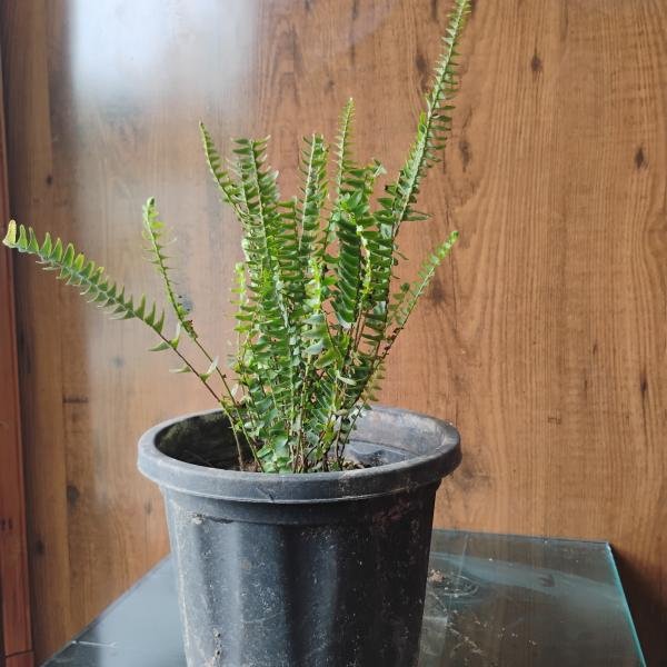 Fern green plant with plastic pot