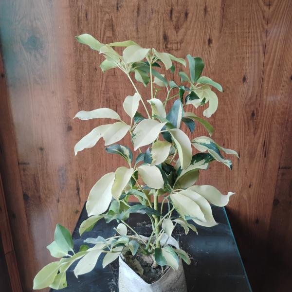 Schefflera arboricola plant with plastic bag