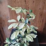 Schefflera arboricola plant with plastic bag