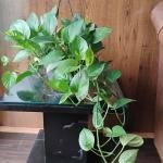 Money plant with plastic hanging pot