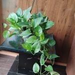Money plant with plastic hanging pot