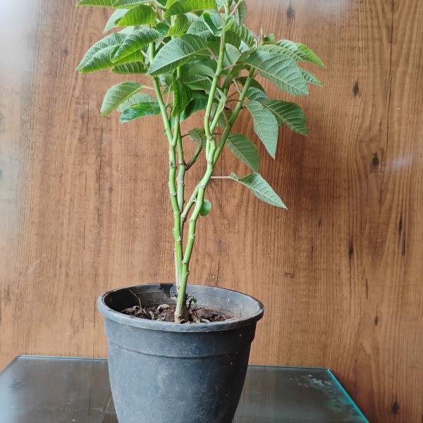 Pansutiya plant with plastic pot