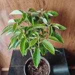 Pansutiya plant with plastic pot