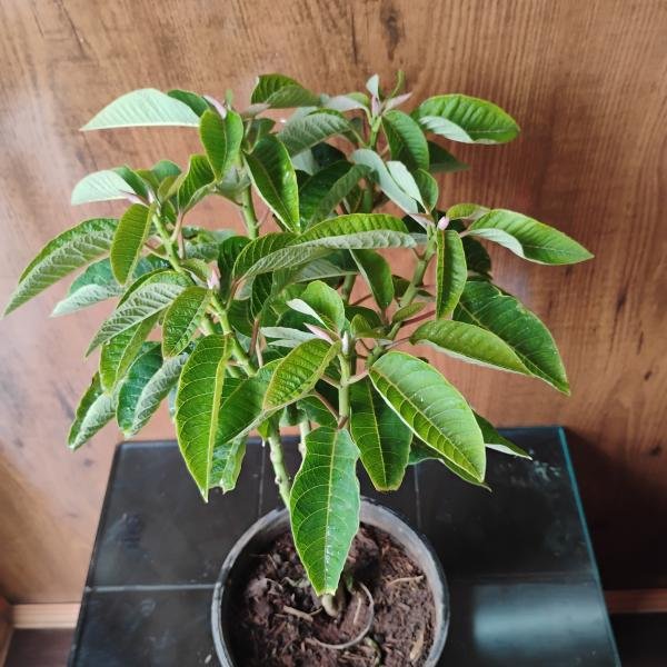 Pansutiya plant with plastic pot