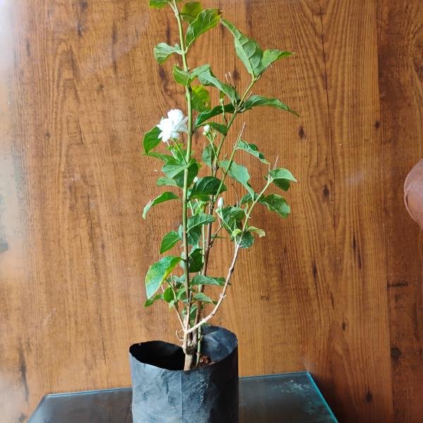 Mogra plant without pot