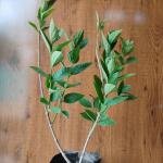 Harsingar plant without pot