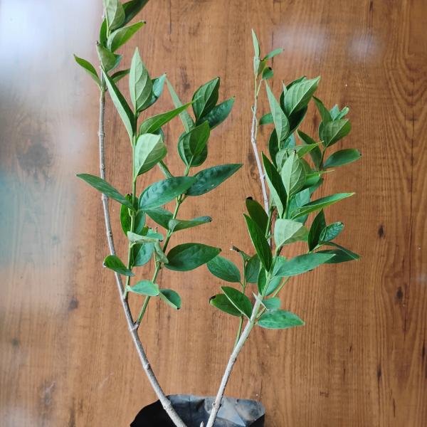 Harsingar plant without pot