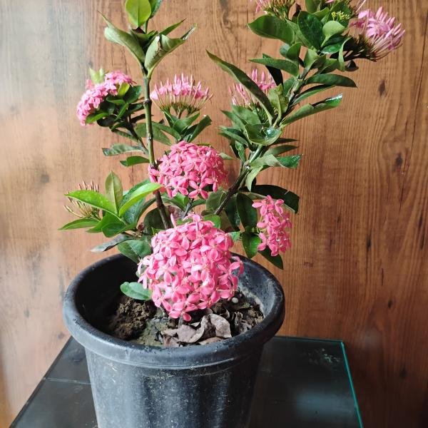 Ixora pink plant with plastic pot