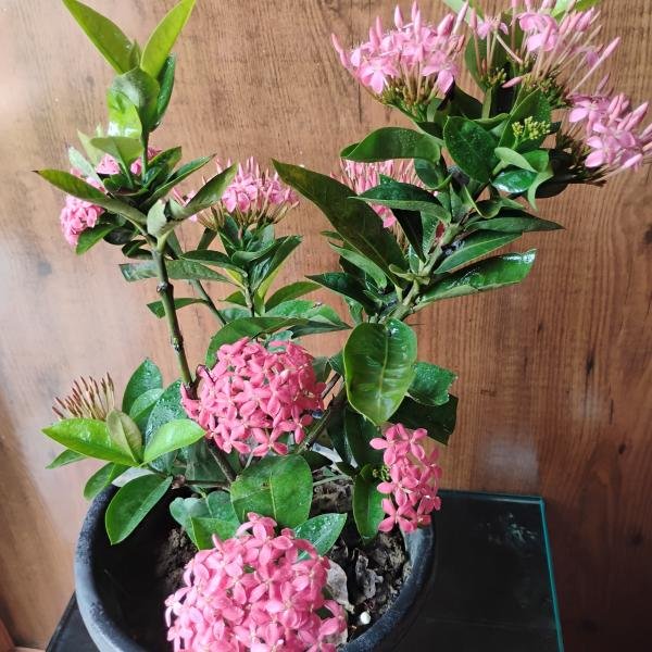 Ixora pink plant with plastic pot