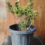 Mini ixora coccinea plant with plastic pot