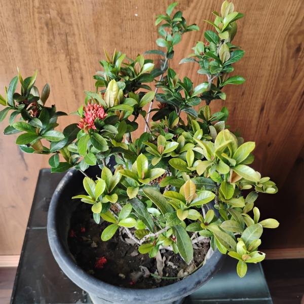Mini ixora coccinea plant with plastic pot