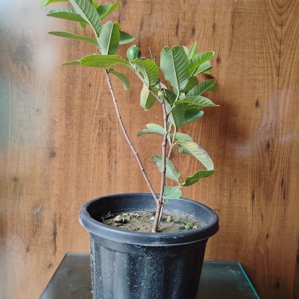 Guava plant with plastic pot