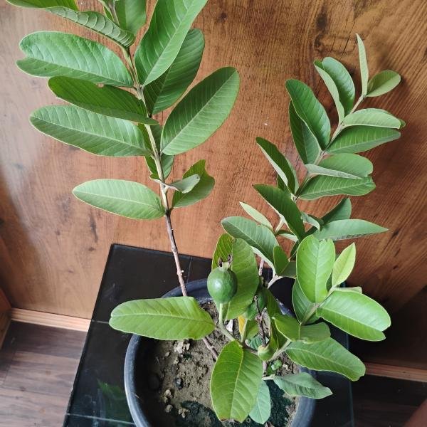 Guava plant with plastic pot