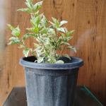 Hibiscus gumamela with plastic pot