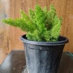 Shatavari plant with plastic pot