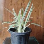 Dianella plant with plastic pot