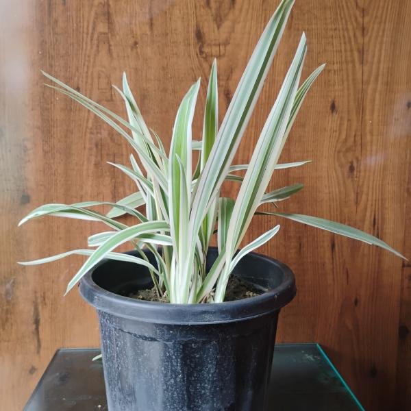 Dianella plant with plastic pot