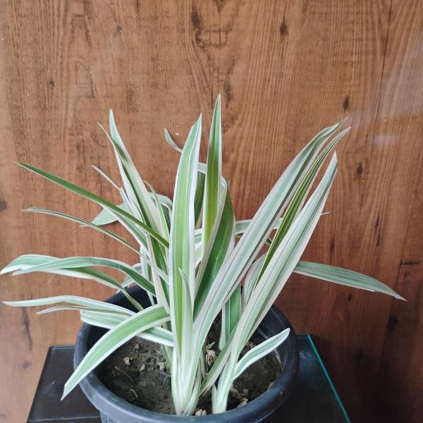 Dianella plant with plastic pot