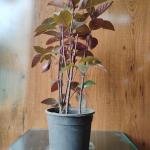 Eranthemum purple plant with plastic pot