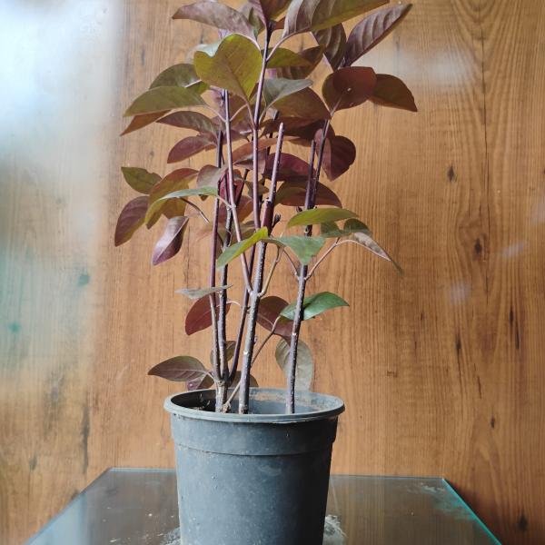 Eranthemum purple plant with plastic pot
