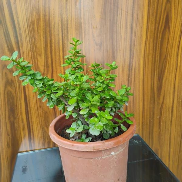 Jade plant with plastic pot