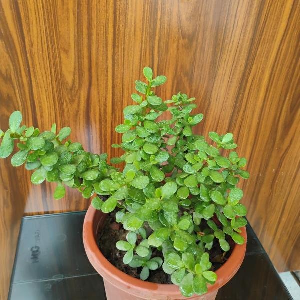 Jade plant with plastic pot
