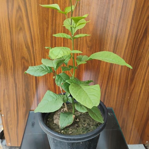 Belpatra plant with plastic pot
