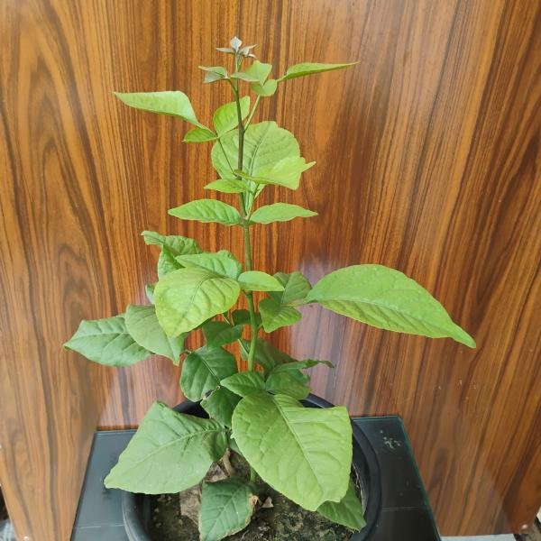 Belpatra plant with plastic pot