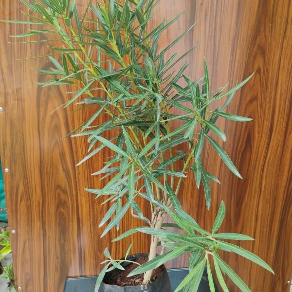 Kaner plant